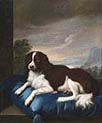 English Springer Spaniel on a Cushion
